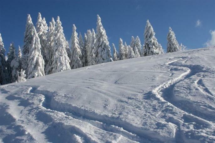 Adieu Alltag: Pension Oesterle Im Schwarzwald Schonmunzach المظهر الخارجي الصورة